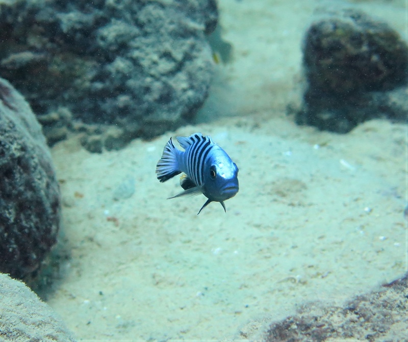 Maylandia zebra 'Likoma Island'